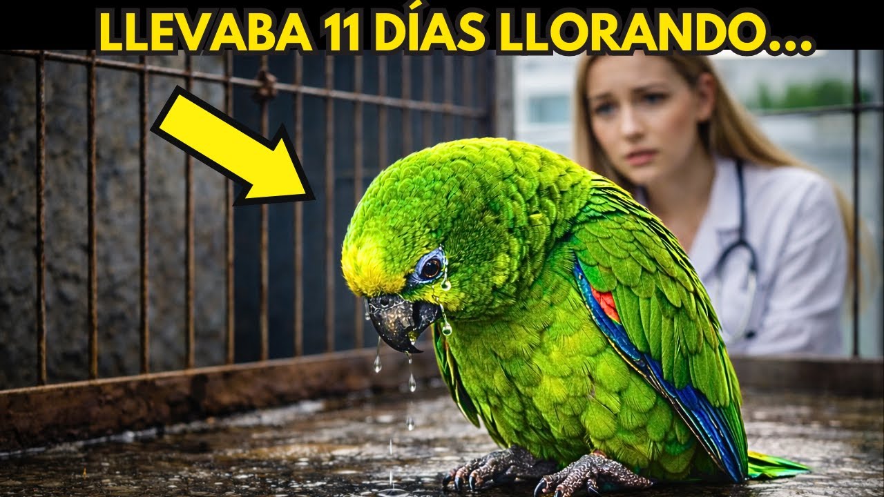 😭 La Veterinaria Quedó sin Aire al Descubrir Por Qué el Loro Lloraba Cada Noche…