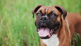 Boxer - Dog Breed Information by Zayzoo 25 views 4 years ago 2 minutes, 27 seconds
