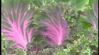 ."Magic water", "Alive water" Magnetized water (Fantaclean) wmv