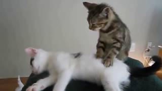 ПРИКОЛЫ С КОТАМИ СМЕШНЫЕ КОТЫ И КОШКИ - Смотреть видео ПРИКОЛЫ С КОТАМИ СМЕШНЫЕ КОТЫ И КОШКИ - Смотреть видео