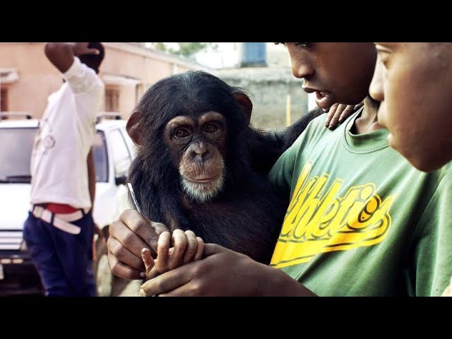 Chimpanze Bebe Vive Com Humanos Para Escapar Ao Trafico De Animais Na Guine Bissau Youtube