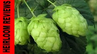 ⟹ NUGGET HOPS VINE - A quick look at the HOP vine i have growing  #BEER