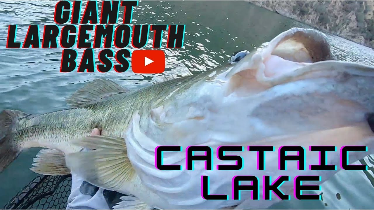 Giant Largemouth Bass at Castaic Lake California