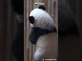 This Little Panda Has A Lot To Learn About Climbing | iPanda #shorts