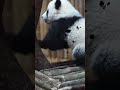 This Little Panda Has A Lot To Learn About Climbing | iPanda #shorts
