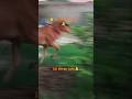 jai shree ram 🙏 #song #cow #trending #shorts #viralvideo #video #youtubeshorts