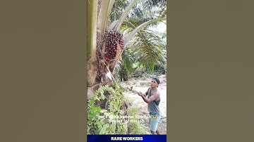 Harvesting a giant palm fruit cluster like a true professional! 😎 pure skill! #harvesting #skill