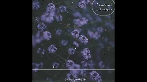 قرآن كريم بصوت ماهر المعيقلي 🍃⚡ أجمل حالات واتس اب دينية مقاطع دينية قصيرة مقاطع انستقرام دينية
