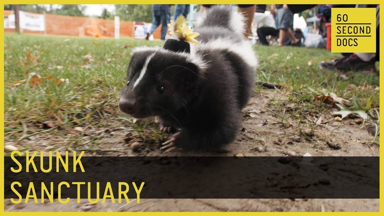 Skunk Sanctuary | Skunk Haven 