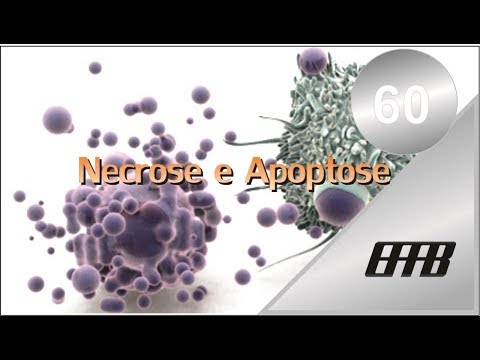 Vídeo: O Estresse Oxidativo Mediado Pelo ácido Girofórico Do Líquen Umbilicaria Hirsuta Afetou A Apoptose E As Vias De Estresse / Sobrevivência Em Células HeLa