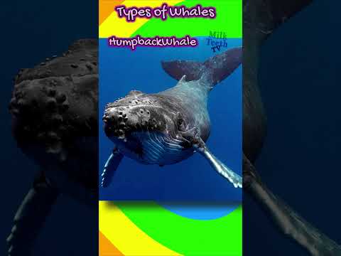 Video: Tipi di balene: elenco, foto. Balene dentate: tipi