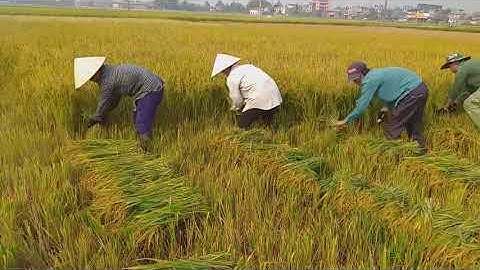 Thu Hoạch Lúa Của Người Vùng Cao | Người Tày Vlog