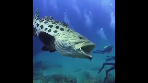 Massive grouper swallowing a Scuba Diver whole?! 😱