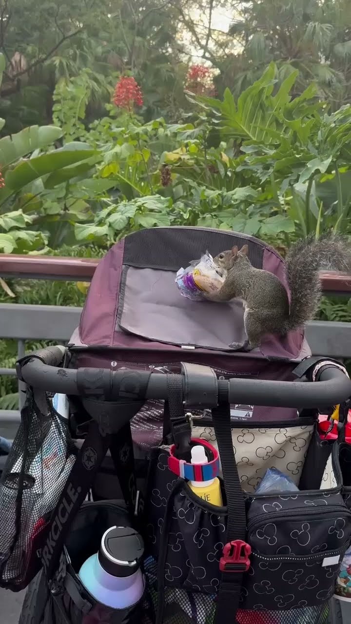 Theft at Walt Disney World! || ViralHog