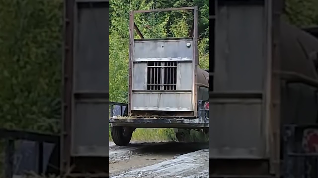 Grizzly bear being released back into the wild 