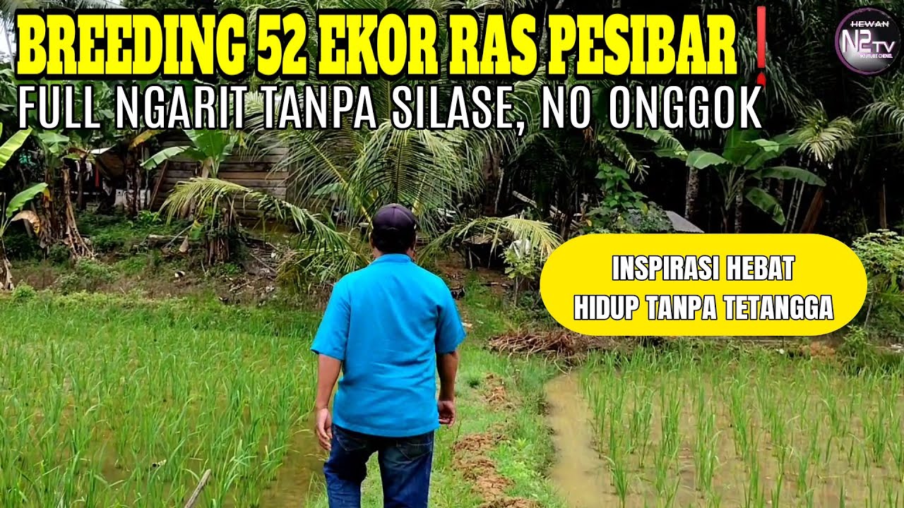 TERNAK KAMBING 52 EKOR JAWA RANDU RAS PESIBAR. FANS HEWAN N2TV 