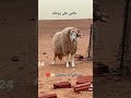 حامي على روحك ادجاجة يوتيوب جديد متابعه ههههههه كرة القدم حامي على روحك ادجاجة يوتيوب جديد متابعه ههههههه كرة القدم