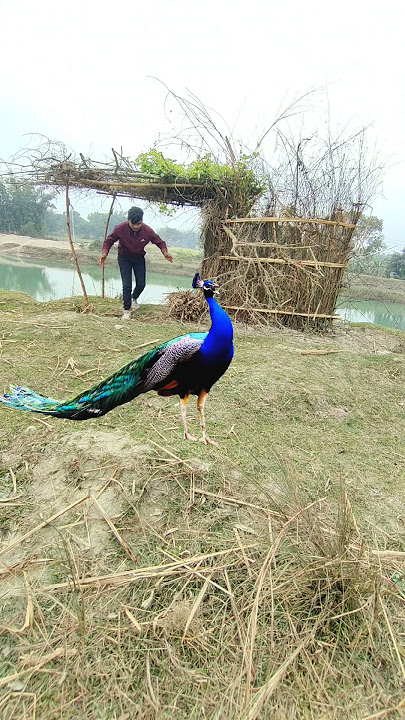 #sigma VTR Wild tv theta peacock 🦚 so cute #dean #peacock #vtr #safari #theta #vtrwildtv
