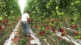 La mafia e l'agricoltura: un affare da 14 miliardi di euro