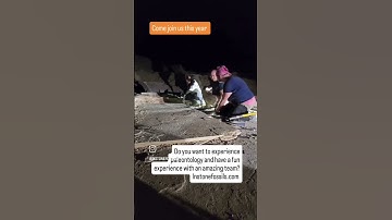 Dig fossils #paleontology #fossil #fossils #digthis #greenriverformation #fossils #fun #discovered