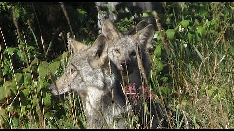 Martin's Old Off Grid Log Cabin #15 Wolves, Moose and Bears Too Close for Comfort