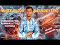 Leukocytes || White blood cell in hindi || types of WBCs & functions || part 06