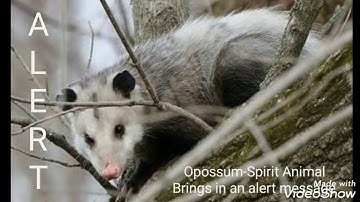 Opossum-Spirit Animal ⛔➡Alert Message