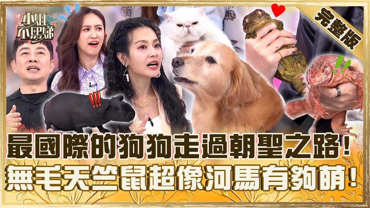 寵物之最！最國際的狗狗走過沙漠+朝聖之路！無毛天竺鼠超像河馬有夠萌！【#小姐不熙娣】20250623 完整版 EP820 李明川 王思佳