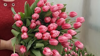 видео: Выгонка тюльпанов (24 февраля 2024 г.) картинка: Выгонка тюльпанов (24 февраля 2024 г.)