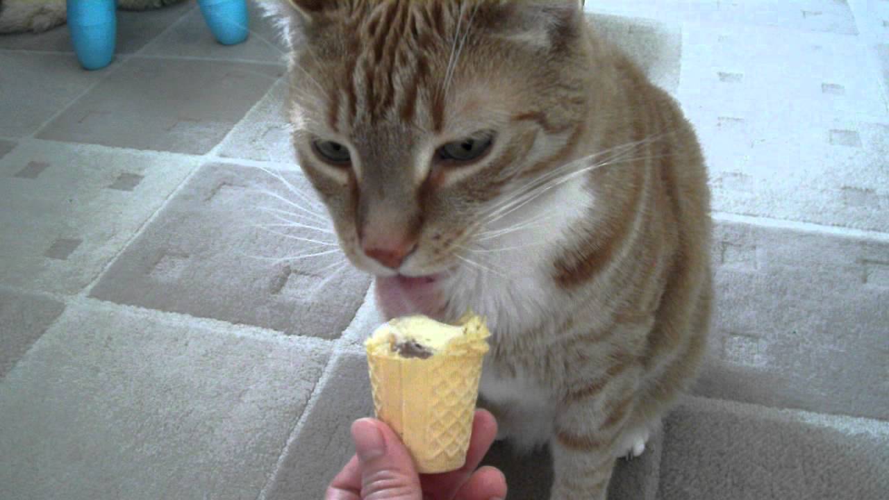 Cat loves Ice cream YouTube