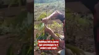 membuat dahan durian empat penjuru mata angin #durian #percabangandurian #dahandurian #shortvideo