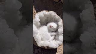 Geode Kitten 🐾🪨 #cat #kitten #cutecat #catlover #fossil #babycat