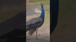 Beauty of the Naional Bird of India