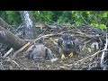 AEF DC Eagle Cam 6-18-18: Week in Review June 3 - June 9.