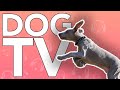 DOG TV - 20 HOUR ENTERTAINMENT VIDEO FOR DOGS - VIRTUAL DOG WALK