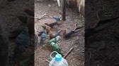 Jambu Fruit Dove Youtube