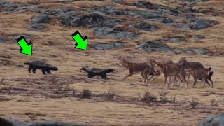 2 TEJONES tienen Huevos GRANDES para Pelear CONTRA 7 LOBOS | LOS MÁS VALIENTES DEL MUNDO