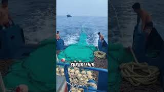 Dip Trolü Balıkçılık Mı Yoksa Soykırım Mı?