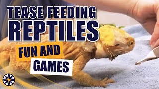 Tease Feeding Reptiles
