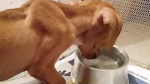 Quanto tempo de vida tem um cachorro com hidrocefalia?