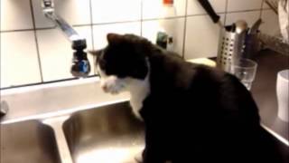 Elvis plays with water