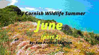 My Cornish Wildlife Summer  - June part 2