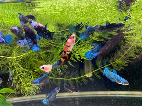 MY FIRST EVER BETTA SPAWN!