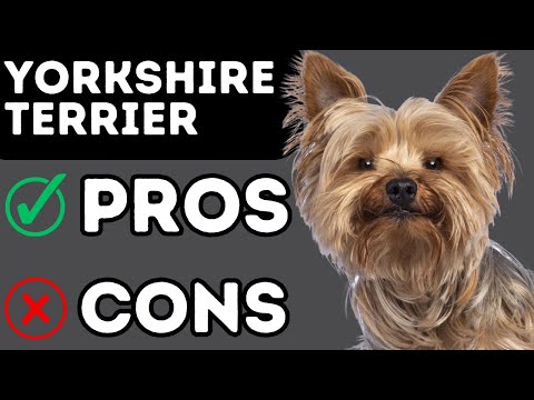 Yorkshire Terrier Pros