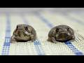 Rain frog growth diary & Gender check 👦👧