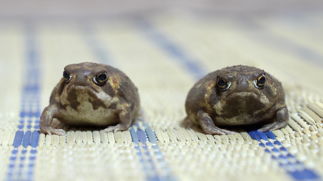 Rain frog growth diary & Gender check 👦👧