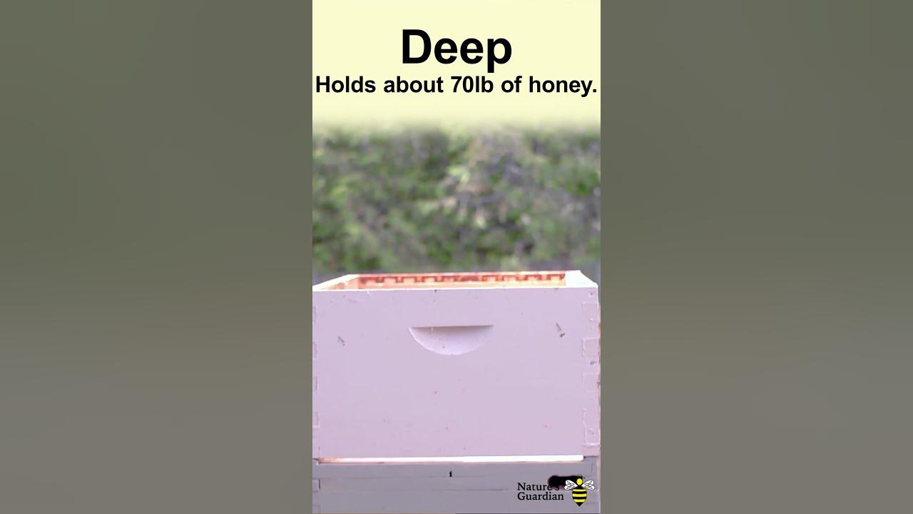 How much honey can you harvest per box? YouTube