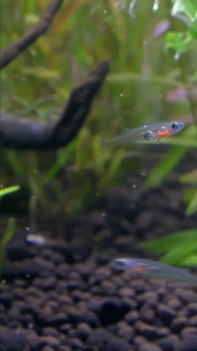 1.5cmの小型透明美魚！ダニオネラ aquarium YouTube