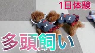 【ティーカッププードル多頭飼い】姉妹犬が初めて家に泊まりにきた時の可愛いリアクション【トイプードルのコロン】