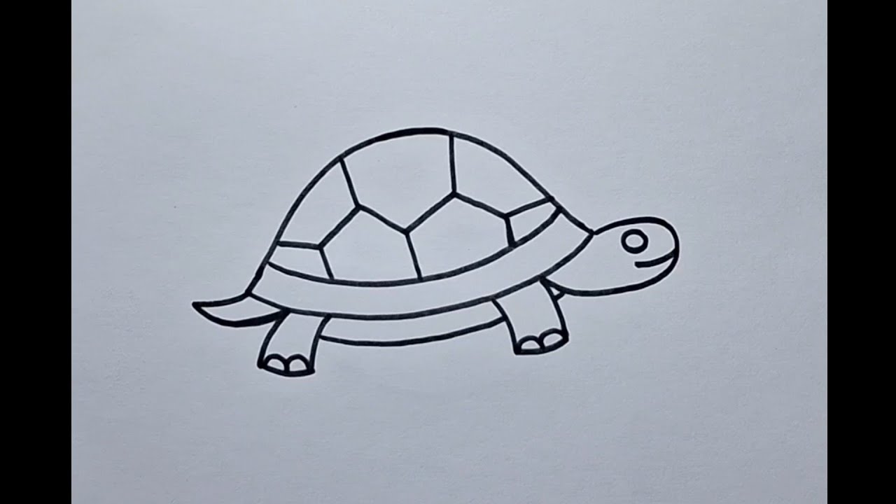 Tortoise drawing, easy and slow drawing, pencil colour